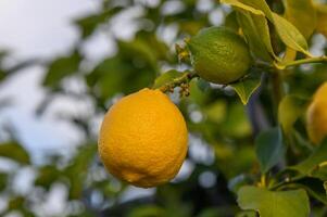 citron. mûr citrons pendaison sur une citron arbre. croissance citron 6 photo