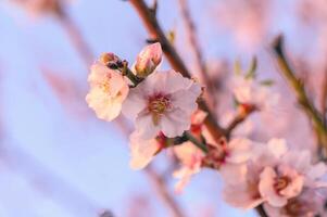 extrême fermer de rose amande fleurs contre bleu ciel - sélectif concentrer 14 photo