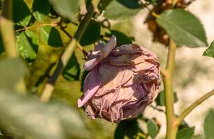 séché Rose sur le rue dans hiver dans Chypre 1 photo