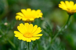 Jaune camomille fleurs sur une foncé vert jardin Contexte 6 photo