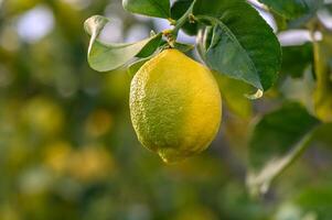 citron. mûr citrons pendaison sur arbre. croissance citron1 photo