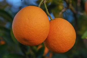 une branche avec Naturel des oranges sur une flou Contexte de un Orange verger à d'or heure 6 photo