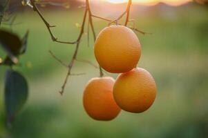 une branche avec Naturel des oranges sur une flou Contexte de un Orange verger à d'or heure 4 photo