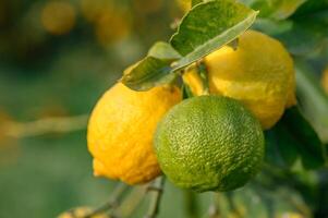 bouquet de citron fruit plus de vert Naturel jardin brouiller arrière-plan, citron fruit avec feuilles dans brouiller arrière-plan.8 photo