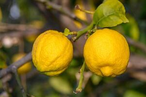 bouquet de citron fruit plus de vert Naturel jardin brouiller arrière-plan, citron fruit avec feuilles dans brouiller Contexte. 3 photo