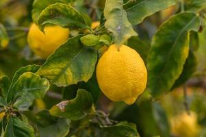 citron. mûr citrons pendaison sur arbre. croissance citron sept photo