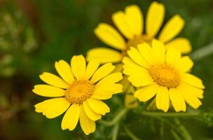 vue de glebionis segetum , chrysanthème segetum dans le champ. il est une espèce de floraison plante dans le famille astéracées. photo