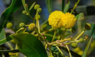 le début de mimosa floraison dans Chypre 4 photo