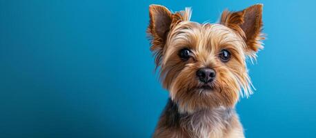 petit marron chien avec longue cheveux sur bleu Contexte photo