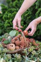 fraîchement choisi divers comestible cèpes champignons et bolet dans une osier panier photo