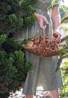 fraîchement choisi divers comestible cèpes champignons et bolet dans une osier panier photo