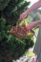 fraîchement choisi divers comestible cèpes champignons et bolet dans une osier panier dans le mains de une femme parmi le herbe photo