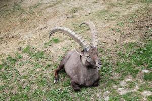 Capricorne ibex alpin mammifère animal photo