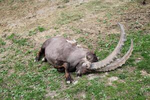 Capricorne ibex alpin mammifère animal photo