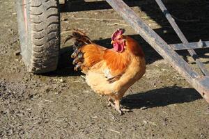 poulet permanent sur le boue dans rural zone photo