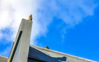 vert perroquet et Pigeon des oiseaux sur toit alajuela costa rica. photo