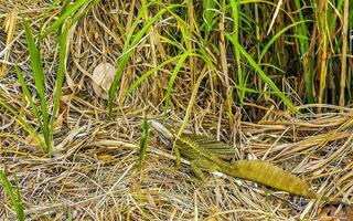 vert tortuguer lézard iguane reptile dans le herbe alajuela costa rica. photo