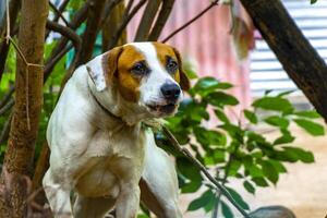 agressif chien sur une laisse dans le jardin dans Mexique. photo