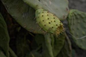 épineux poire cactus avec vert des fruits, fermer photo