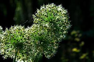 ornemental oignon allium la graine tête après floraison photo