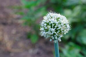 proche en haut de épanouissement Scallion fleur aussi connu comme vert oignons ou printemps oignons ou sibies photo