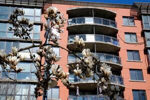 Cerise fleurs dans plein Floraison dans le ville épanouissement Sakura Cerise fleur branche avec gratte-ciel bâtiment dans Contexte dans printemps, Vancouver, avant JC, Canada. David lam parc photo