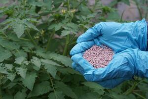 proche en haut agriculteur mains porter bleu gants, détient chimique engrais dans légume jardin. concept, prendre se soucier et nourrir avec correct formule engrais pour les plantes ou agriculture cultures. photo