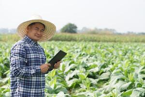 asiatique homme jardinier est à jardin, porte chapeau, plaid chemise, détient intelligent tablette à inspecter croissance et maladies de les plantes. concept, agriculture inspection, étude enquête et recherche à développer cultures. photo