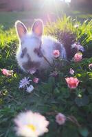 une lapin est séance dans une champ de fleurs photo