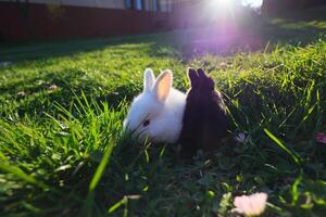 deux lapins sont dans une herbeux champ, un blanc et un noir photo