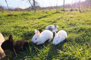 une groupe de bébé lapins sont en jouant dans une herbeux champ photo