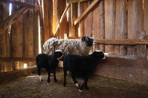 Trois mouton sont dans une Grange, un de lequel est une bébé photo