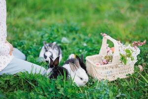 une la personne est séance sur le herbe avec Trois lapins dans de face de leur photo