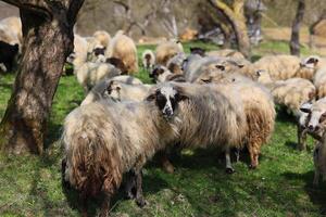 une troupeau de mouton sont pâturage dans une champ photo