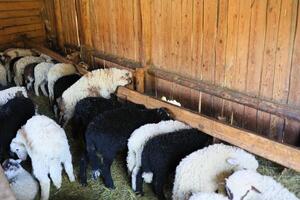 une groupe de mouton sont en mangeant foins dans une stylo photo