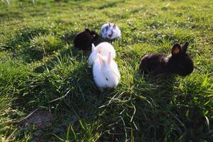 une groupe de quatre lapins sont permanent dans une herbeux champ photo