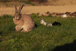 une lapin est séance dans le herbe suivant à une bébé lapin photo