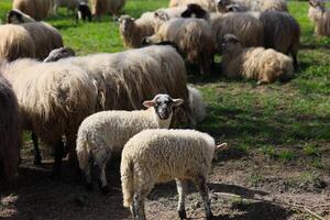 une troupeau de mouton sont pâturage dans une champ photo