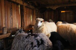 une groupe de mouton sont recroquevillé ensemble dans une Grange photo