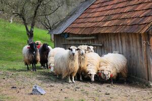 une groupe de mouton sont permanent dans une champ suivant à une Grange photo