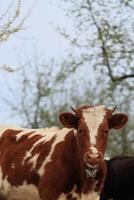 une vache avec une blanc place sur ses visage est permanent dans une champ photo