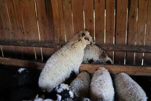 une groupe de mouton sont recroquevillé ensemble dans une stylo photo