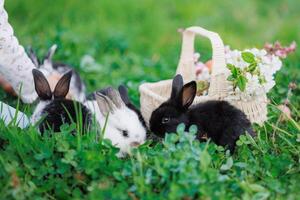 Trois noir et blanc lapins sont séance dans une herbeux champ photo