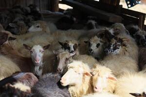 une troupeau de mouton sont recroquevillé ensemble dans une Grange photo