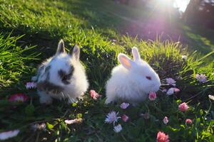 deux bébé lapins sont séance dans une champ de fleurs photo