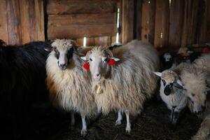 une groupe de mouton sont permanent dans une Grange photo