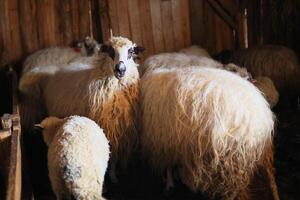 une groupe de mouton sont permanent dans une Grange photo