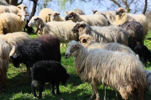 une troupeau de mouton sont pâturage dans une champ photo