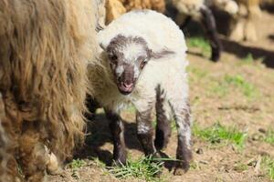 une bébé mouton est permanent dans une champ avec autre mouton photo