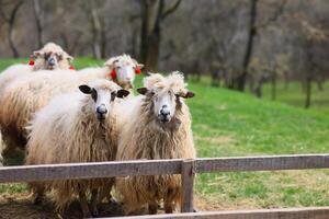 quatre mouton avec rouge Mots clés sur leur oreilles supporter dans une champ photo